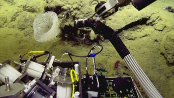 Media type: image;   Invertebrate Zoology 153111 Description: live specimen;